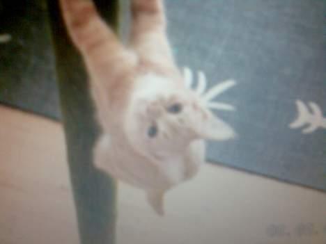 Blanding af racer Nala (Micro) - Var der nogen der sagde MAD!??! billede 17