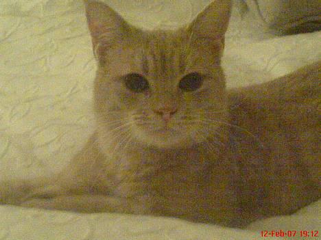 Blanding af racer Nala (Micro) billede 18