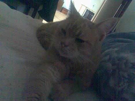 Blanding af racer Nala (Micro) billede 19