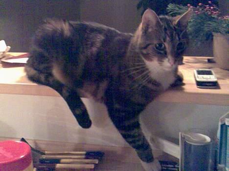 Blanding af racer Nala (Micro) - Fætter Felix :) noget stor i forhold til hans lille kusine :) billede 20