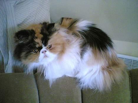 Perser kira - min stol billede 1