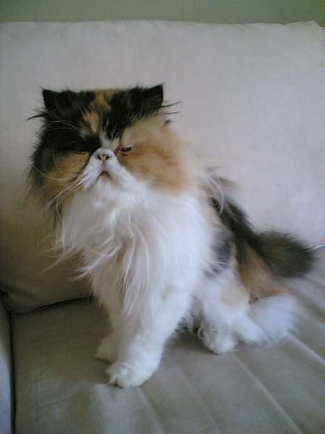 Perser kira - sover næsten... billede 2