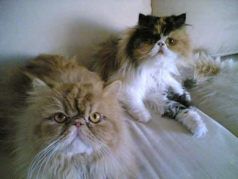 Perser kira - Mig og min ven... billede 3