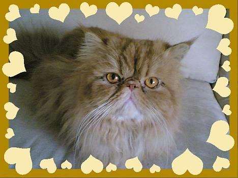 Perser Bailey billede 1