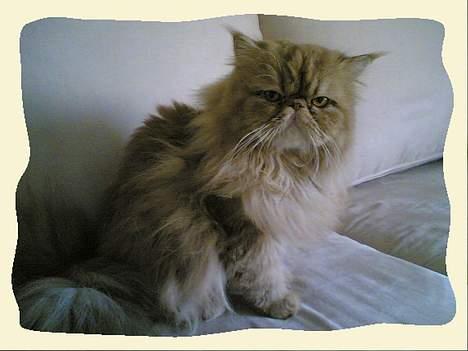 Perser Bailey billede 2