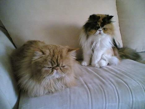 Perser Bailey billede 3