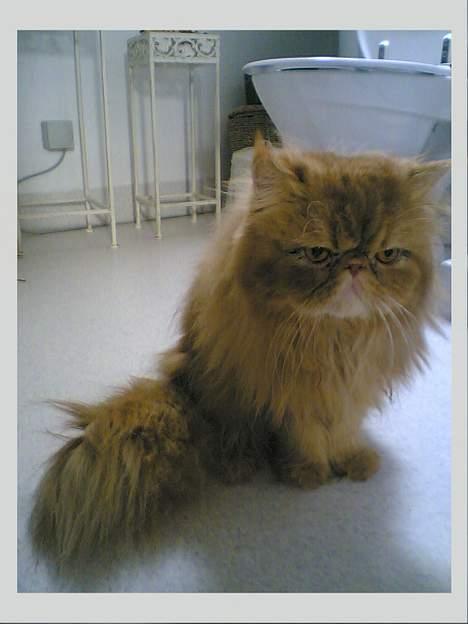 Perser Bailey billede 4