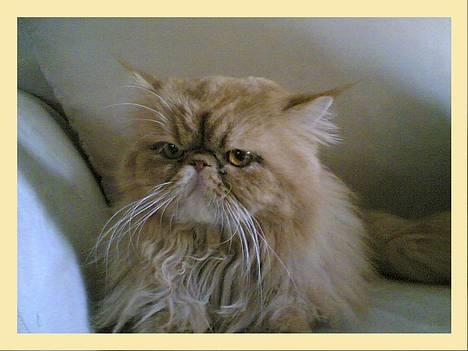 Perser Bailey billede 5