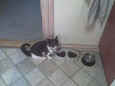 Huskat bølle - jeg kan da heller ikke få lov at spise i fred. hmmm:) billede 2