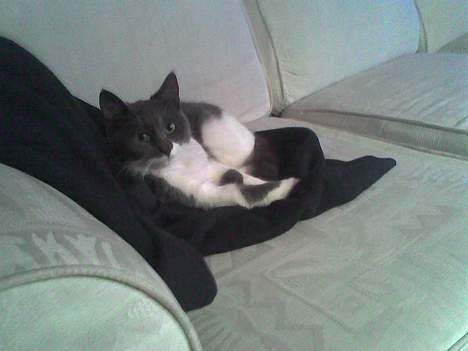 Huskat bølle - lidt fotomodel kan man vel altid lege jeg er jo osse en pæn han kat. billede 3