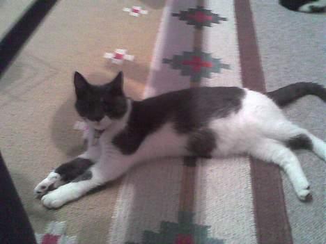 Huskat bølle - kom nu tag det billede så jeg kan være i fred. billede 4