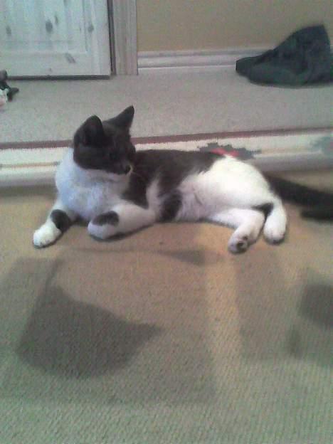 Huskat bølle - nix gider ikke at lege fotomodel i dag så glem det. billede 5