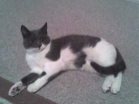 Huskat bølle - kalder du på mig fordi jeg skal spise :) billede 6