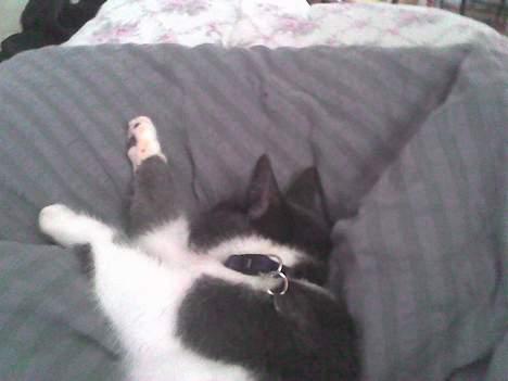 Huskat bølle - endenu en dejlig dyne hvor jeg tager en slapper billede 7