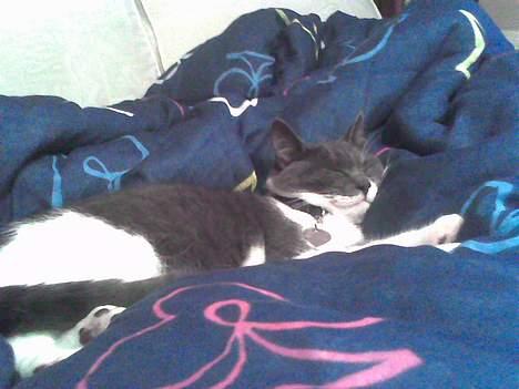 Huskat bølle - jeg tager lige en slapper på en dejlig dyne billede 8