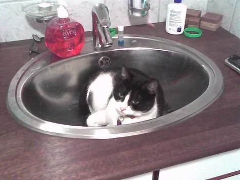 Huskat freja billede 12