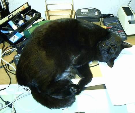 Huskat Iv issen billede 1