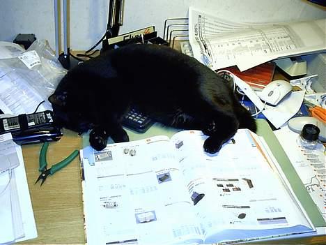 Huskat Iv issen - han elsker at hjælpe min far på kontoret.... billede 2