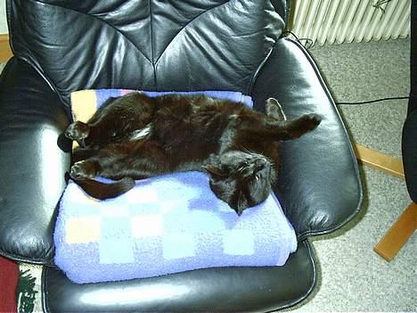 Huskat Iv issen billede 3