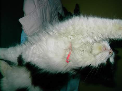 Norsk Skovkat "Misse" * SOLGT* billede 16