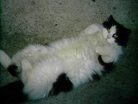 Norsk Skovkat "Misse" * SOLGT* billede 17