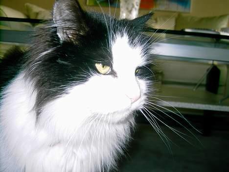 Norsk Skovkat "Misse" * SOLGT* billede 18