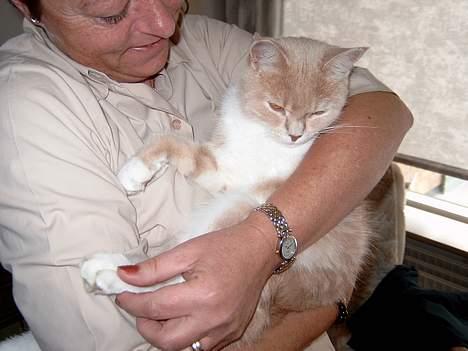 Blanding af racer Duchesse - Det er når min mor leger jeg er en baby ! billede 1