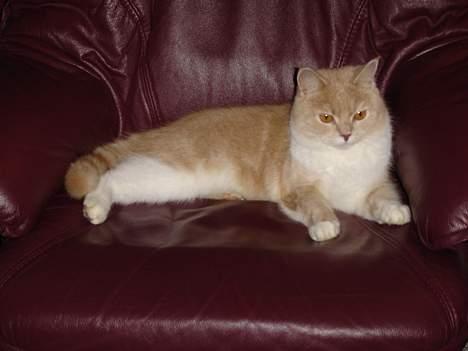 Blanding af racer Duchesse - Lædersofaen er min den passer fint til min pels billede 2