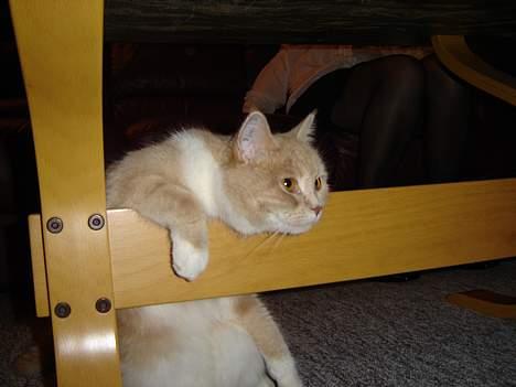 Blanding af racer Duchesse - Mor ! kan du ikke se jeg er sulten ! billede 3