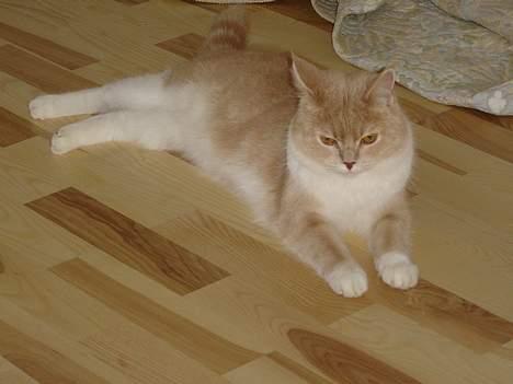 Blanding af racer Duchesse - Jeg vare "indespærret" i en lejlighed i 8 mdr - så jeg må nøjes trægulvet ! billede 4