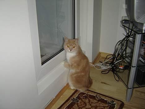 Blanding af racer Duchesse - Stadig i lejligheden og må kun kigge ud på altanen ! billede 5