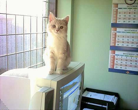 Blanding af racer Duchesse - Det var min yndlingsplads - dejlig varmt ! - nu har de fået fladskærm !! billede 6