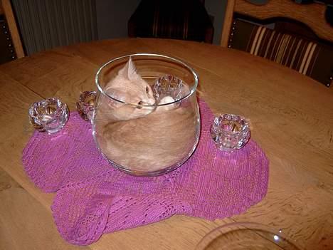 Blanding af racer Duchesse - Jeg har prøvet at ligge i alt hvad jeg kan være i ! billede 8