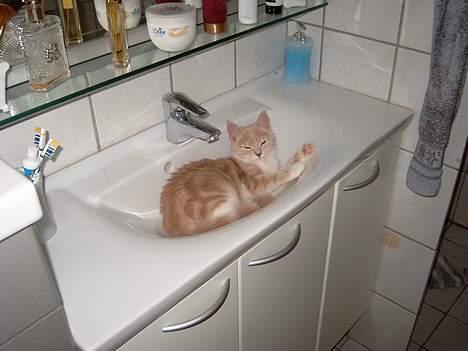 Blanding af racer Duchesse - Så må de gå i køkkenet - hvis de skal børste tænder ! billede 9