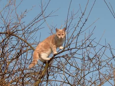 Blanding af racer Duchesse - Mit æbletræ i naboens have - der har jeg udsigten over min egen have ! billede 10