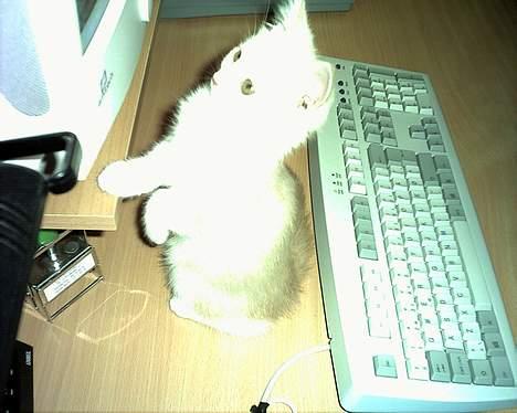 Blanding af racer Duchesse - Jeg kan også læse ! billede 11