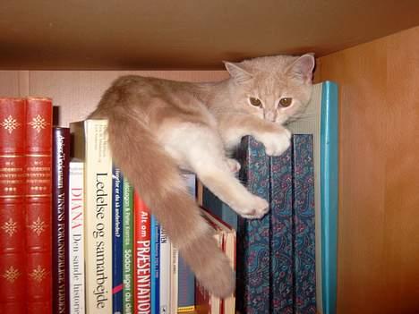 Blanding af racer Duchesse - På biblioteket er der dejlig fred og ro billede 12