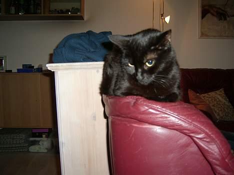 Huskat BeeBee - Jeg falder snart i søvn - feb. 2007 billede 8