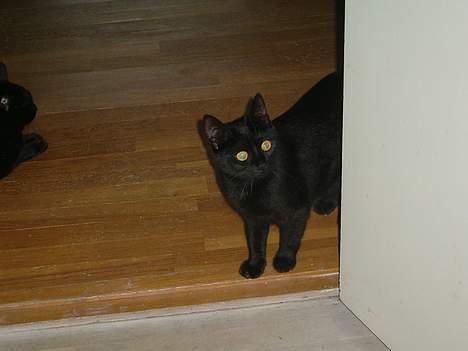 Blanding af racer Solo  - Ballade ? hvor henne ?? - feb. 2007 billede 9