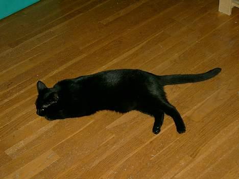 Blanding af racer Solo  - Man bliver så træt efter al den leg - feb. 2007 billede 10