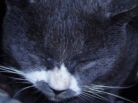 Huskat Hannibal * Væk :( * billede 15