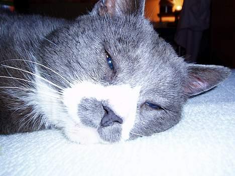 Huskat Hannibal * Væk :( * billede 16