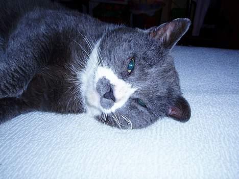 Huskat Hannibal * Væk :( * billede 17