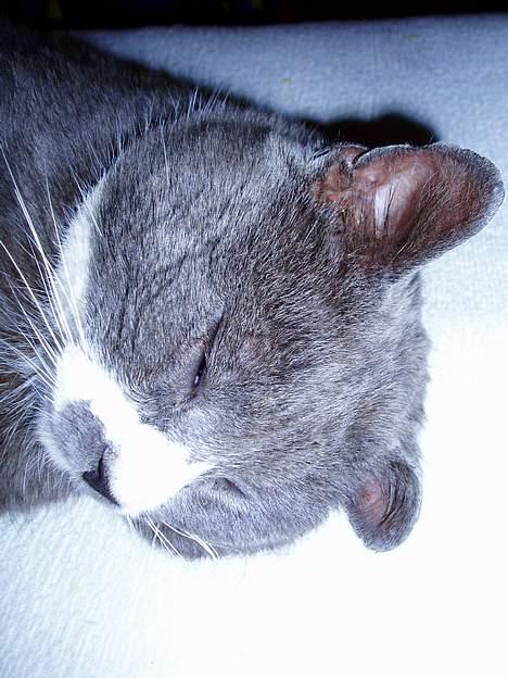 Huskat Hannibal * Væk :( * billede 18