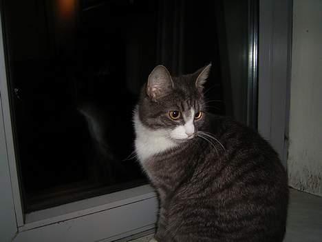 Huskat Snowie - Jeg gider ikke have taget billeder billede 7