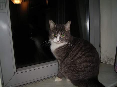 Huskat Snowie - Øh, så lad gå.. Tilfreds??? billede 8