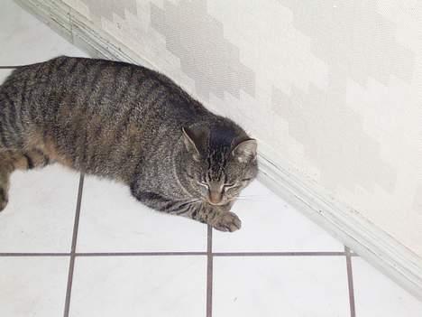 Huskat Bandit - Dejlig gulv varme, elsker at ligge her. billede 9