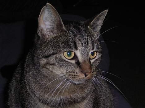 Huskat Bandit - Gider ikke lige have taget et billede. billede 10