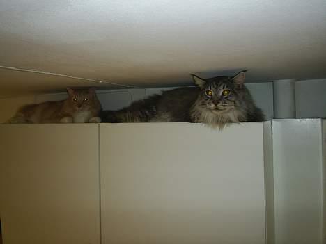 Maine Coon Frede - gemmeleg!! billede 15