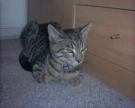 Huskat tyson billede 1